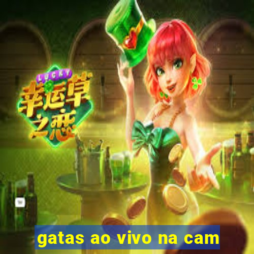 gatas ao vivo na cam